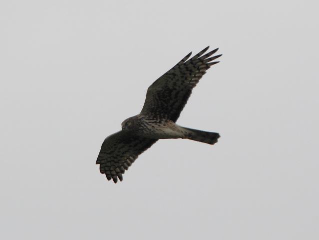 Northern Harriers