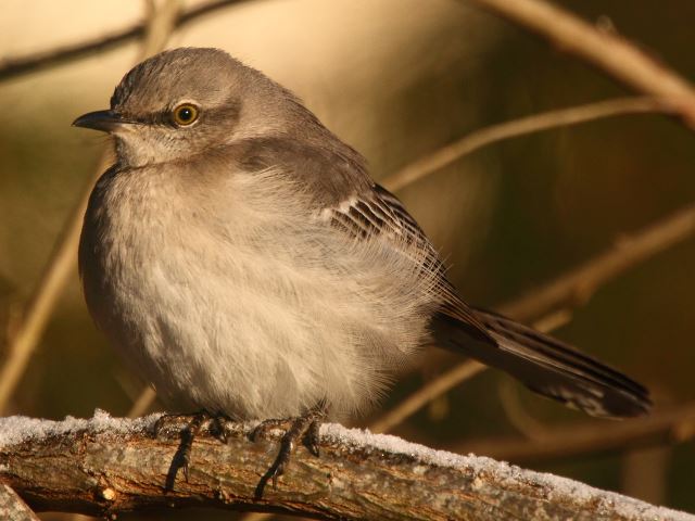 Northern Mockingbird