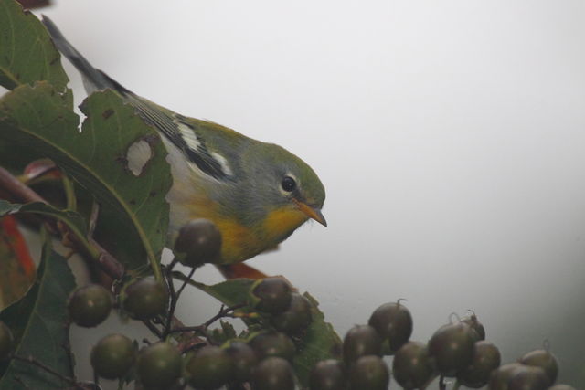 Northern Parula