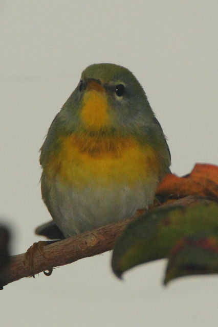 Northern Parula