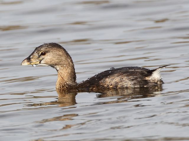 Pied-billed Grebes