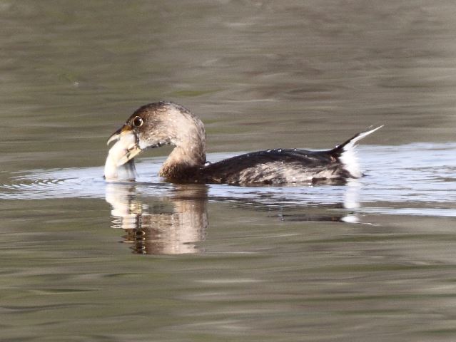 Pied-billed Grebes