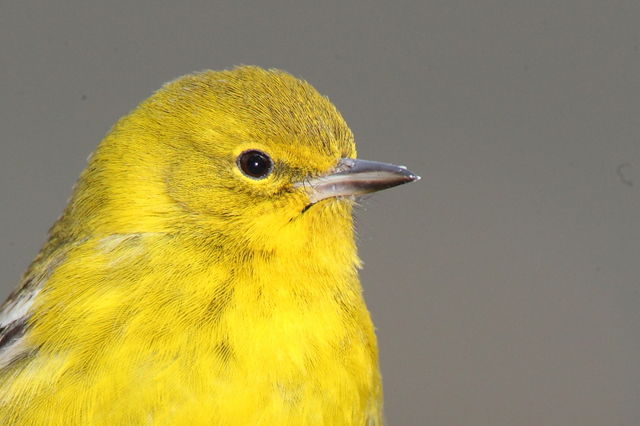 Pine Warbler