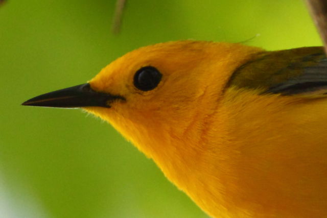 Prothonotary Warbler
