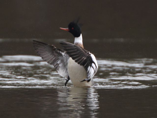 Red-breasted Mergansers
