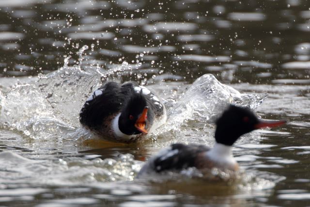 Red-breasted Mergansers