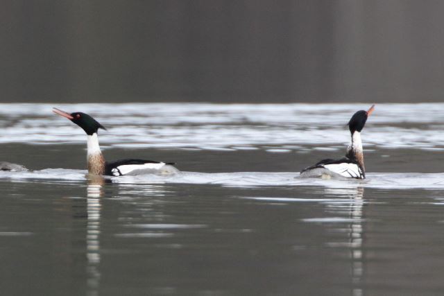 Red-breasted Mergansers