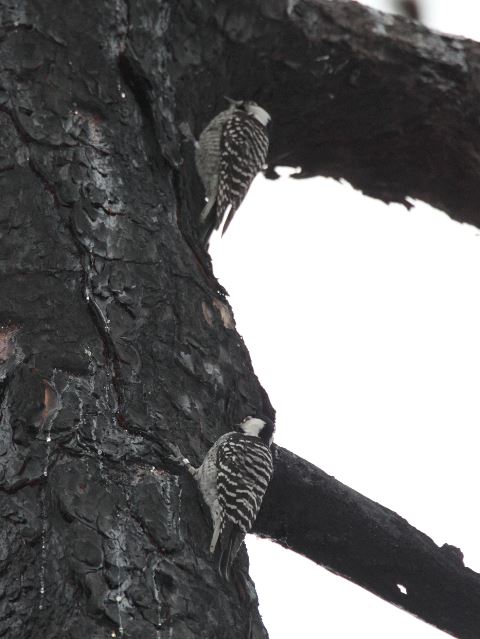 Red-cockaded Woodpeckers
