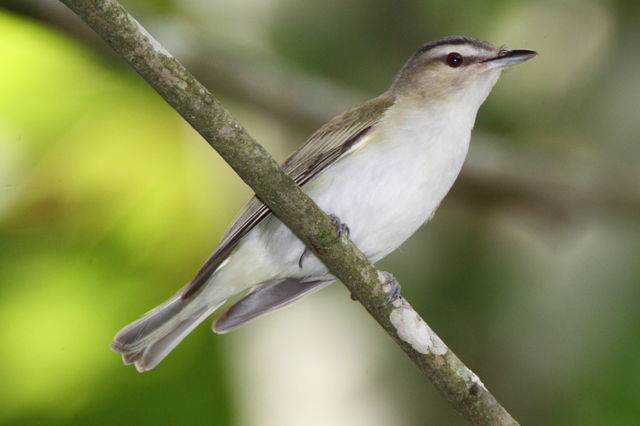 Red-eyed Vireo