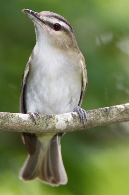 Red-eyed Vireo
