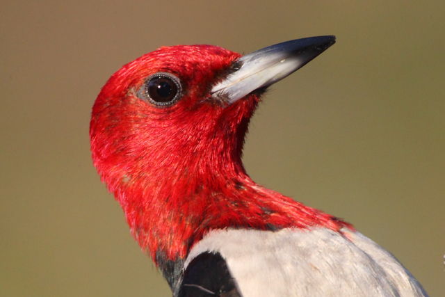 Red-headed Woodpecker