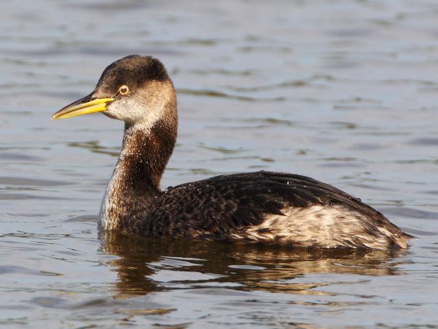 Red-necked Grebes and Pied-billed Grebe