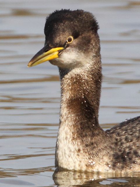 Red-necked Grebes and Pied-billed Grebe