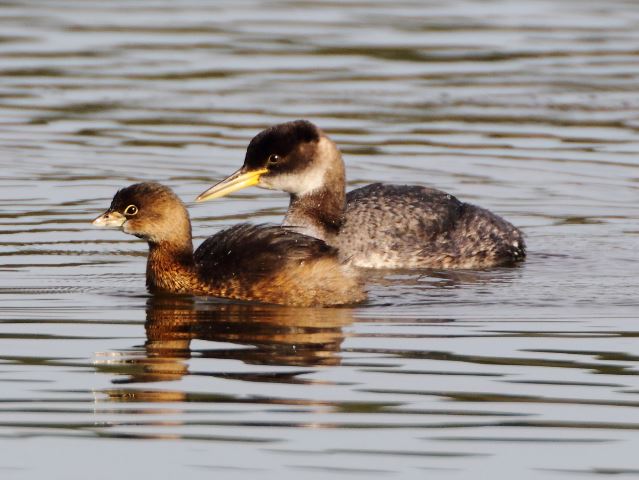 Red-necked Grebes and Pied-billed Grebe