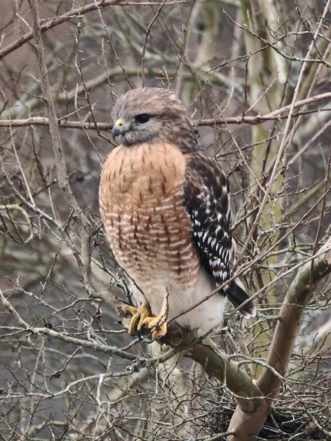 Red-shouldered Hawk