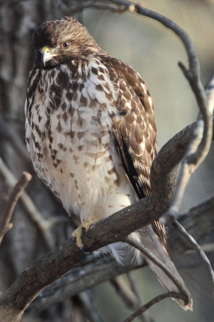 Red-shouldered Hawk