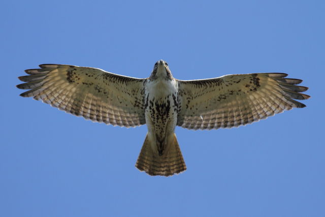 Red-tailed Hawk