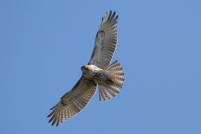 Red-tailed Hawk