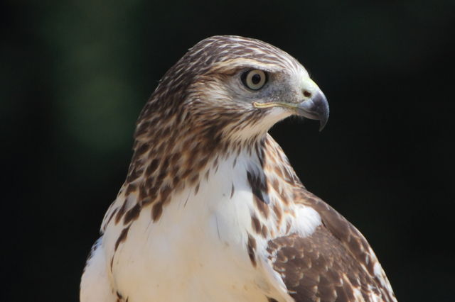 Red-tailed Hawk