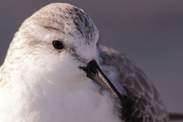 Sanderling