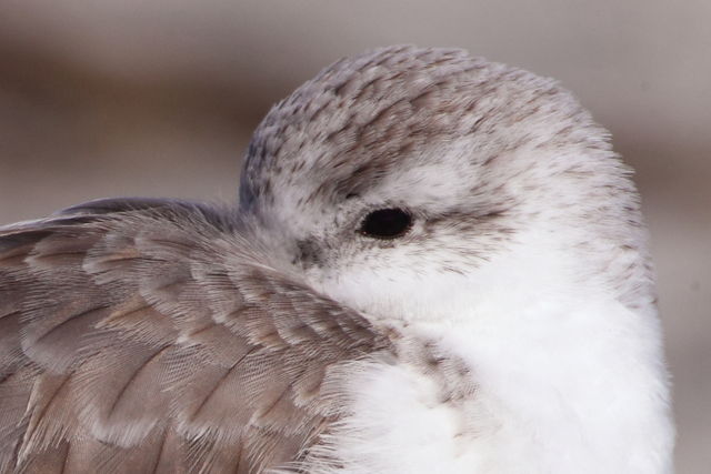 Sanderling
