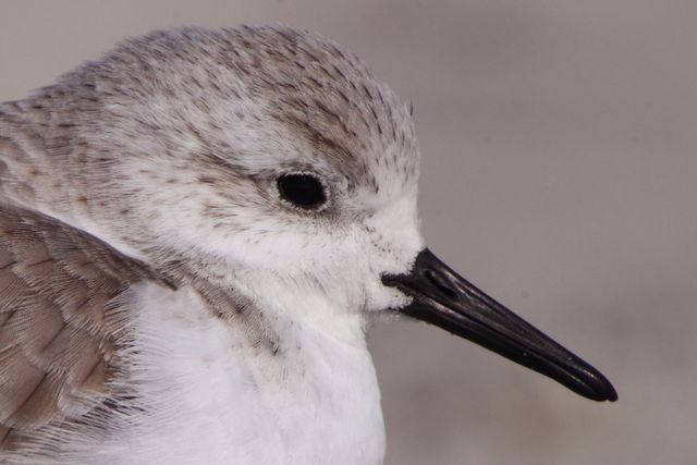 Sanderling