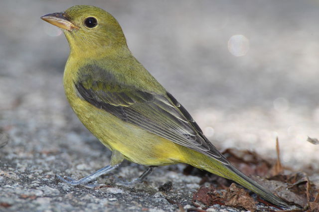 Scarlet Tanager