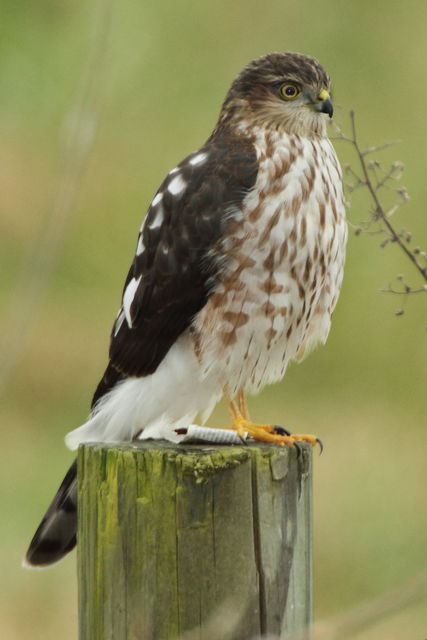 Sharp-shinned Hawk