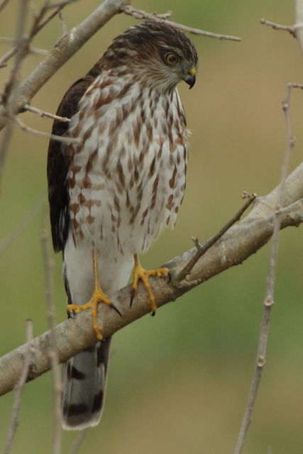 Sharp-shinned Hawk