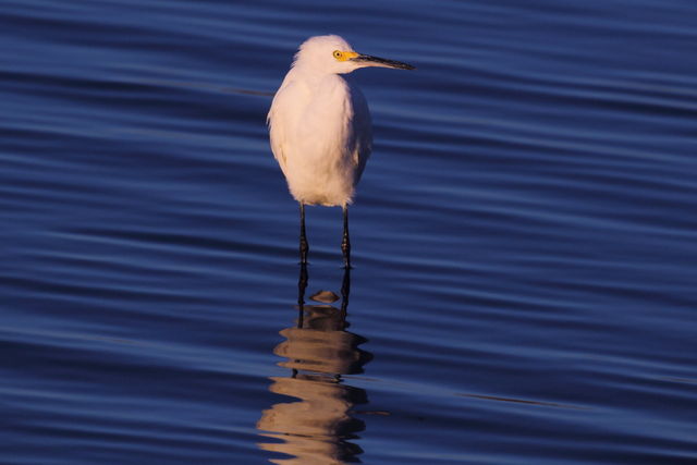 Snowy Egret
