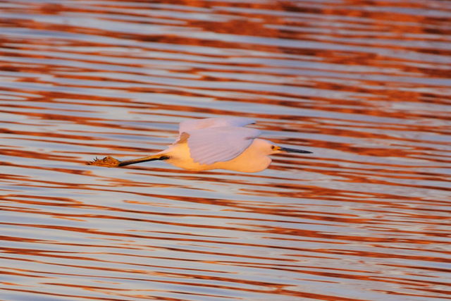 Snowy Egret