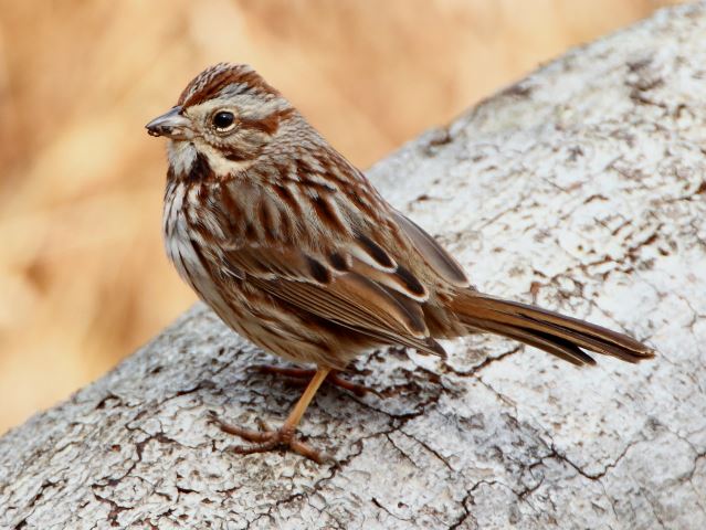 Song Sparrow