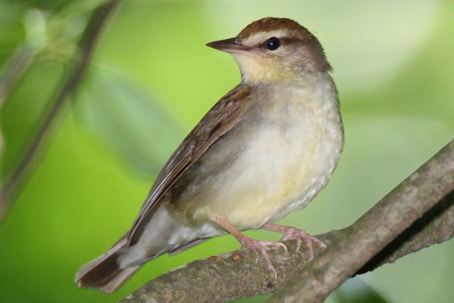 Swainson's Warbler