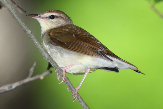 Swainson's Warbler