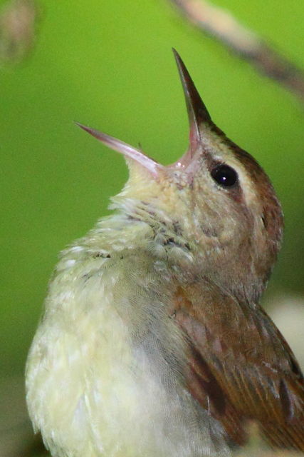 Swainson's Warbler