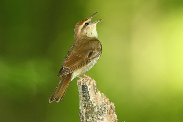 Swainson's Warbler