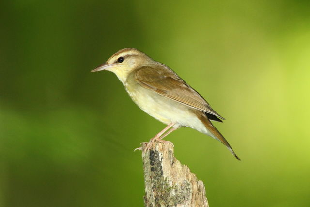 Swainson's Warbler