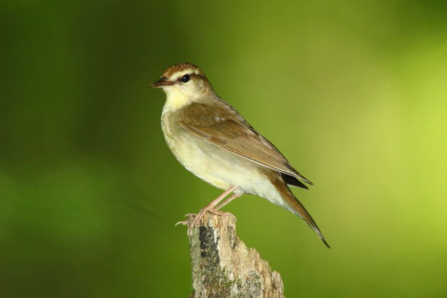 Swainson's Warbler