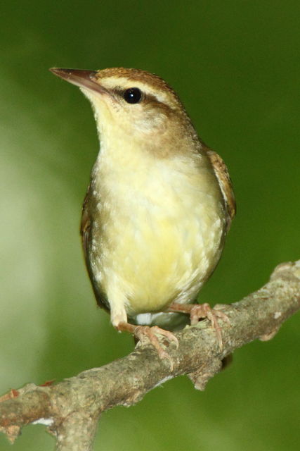 Swainson's Warbler