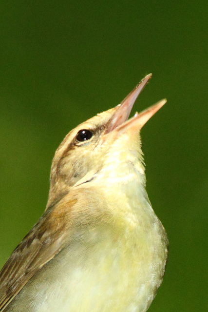 Swainson's Warbler