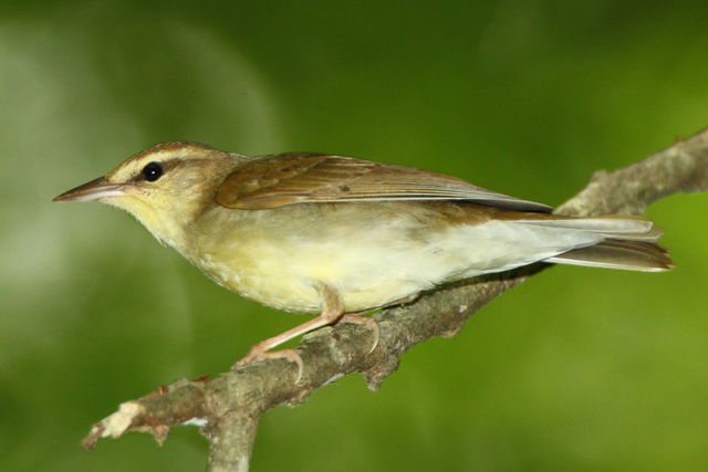 Swainson's Warbler