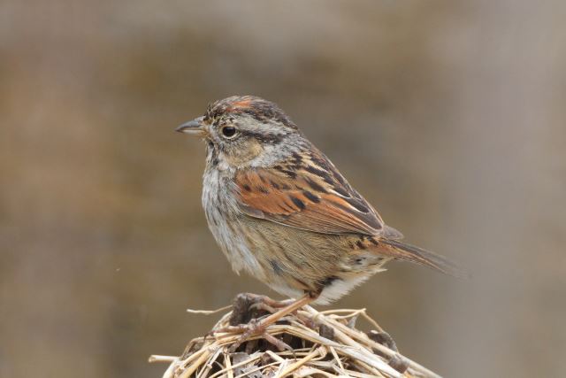 Swamp Sparrow