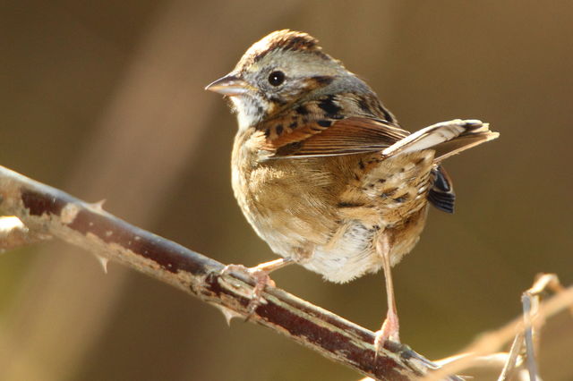 Swamp Sparrow