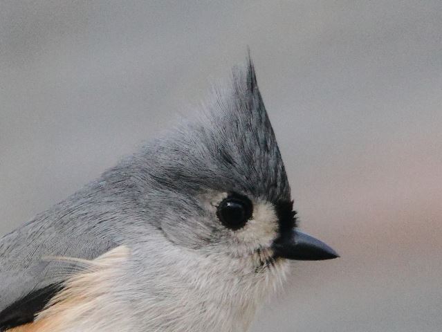 Tufted Titmice