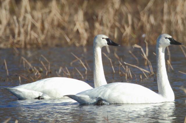Tundra Swan