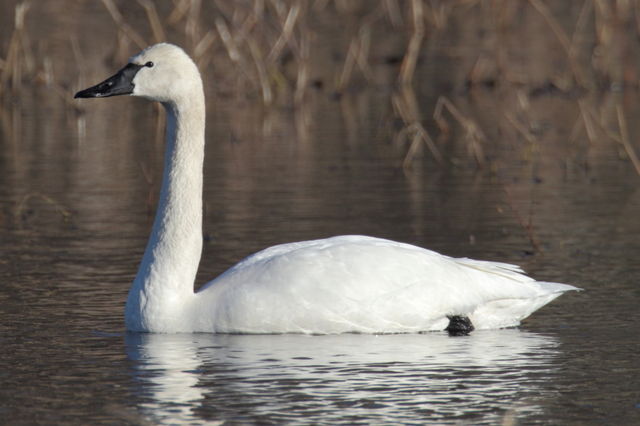 Tundra Swan