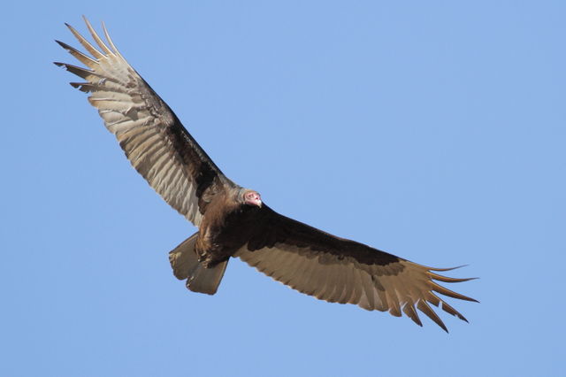 Turkey Vulture