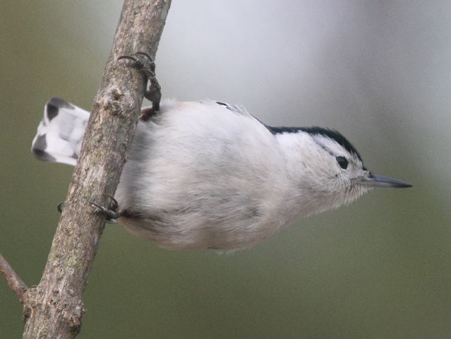 White-breasted Nuthatch