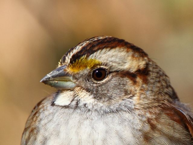 White-throated Sparrows