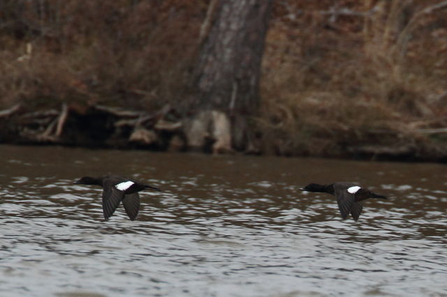 White-winged Scoter